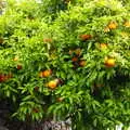 We're constantly amused to see actual orange trees, The Caves of Nerja, and Frigiliana, Andalusia, Spain - 18th April 2019