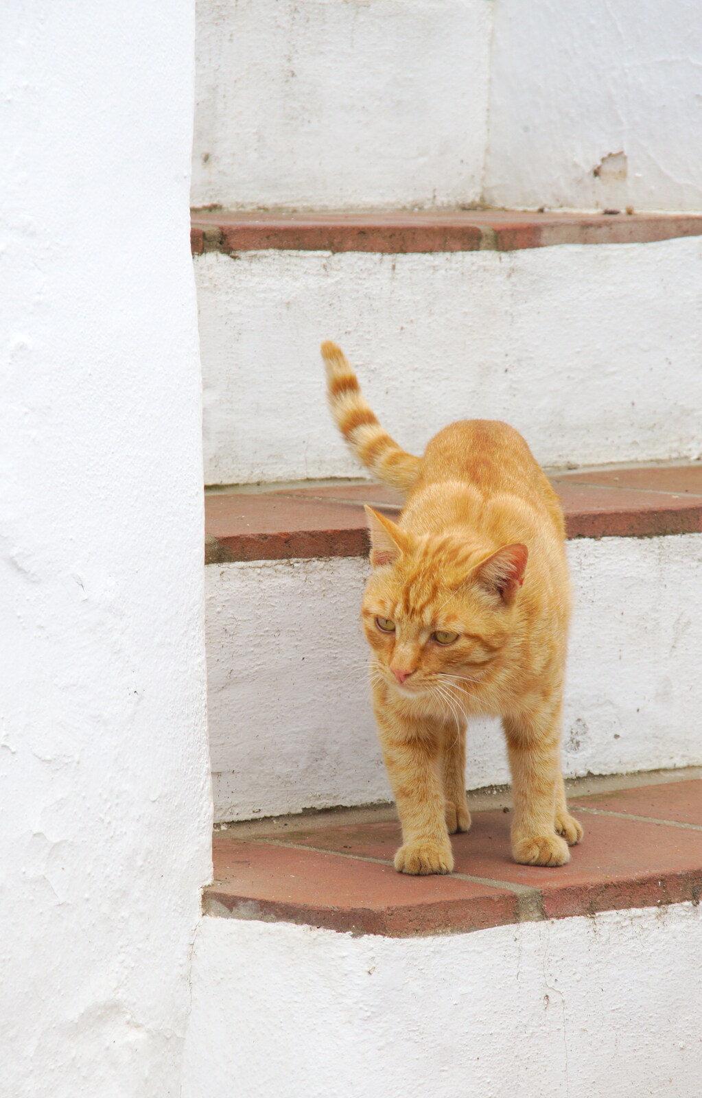 A stocky, stripey, ginger cat from The Caves of Nerja, and Frigiliana, Andalusia, Spain - 18th April 2019
