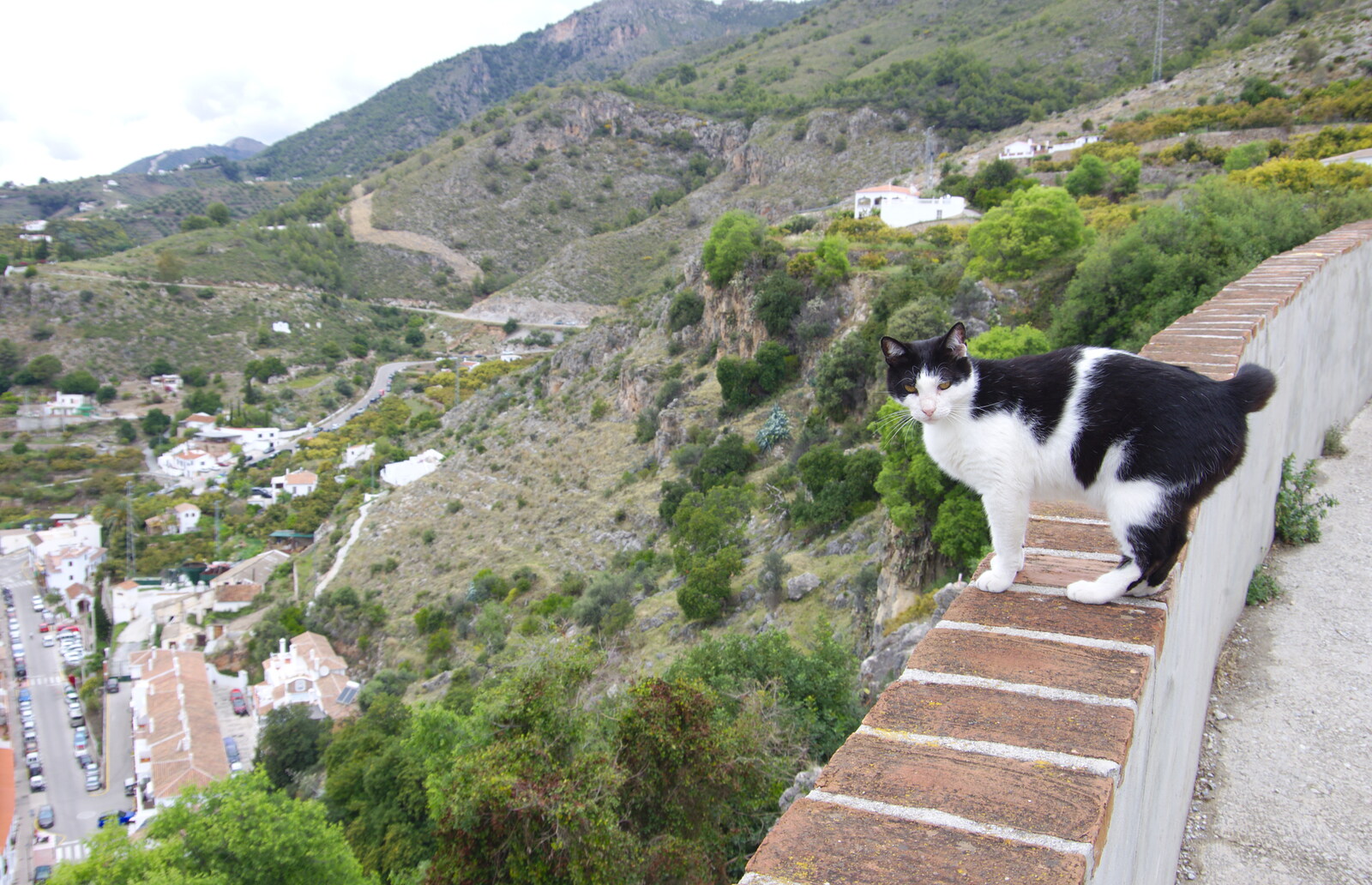 A fearless cat stands on a wall from The Caves of Nerja, and Frigiliana, Andalusia, Spain - 18th April 2019