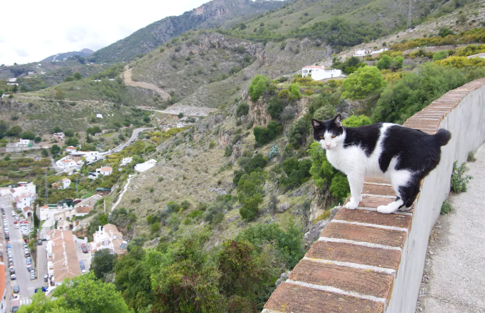 A fearless cat stands on a wall, from The Caves of Nerja, and Frigiliana, Andalusia, Spain - 18th April 2019