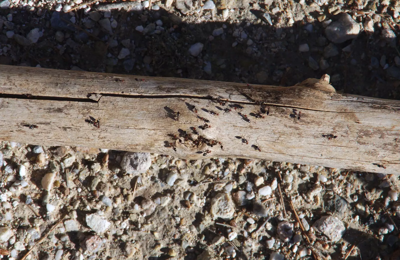 Fred's stick contains a million ants, from A Walk up a Hill, Paella on the Beach and Granada, Andalusia, Spain - 19th April 2018