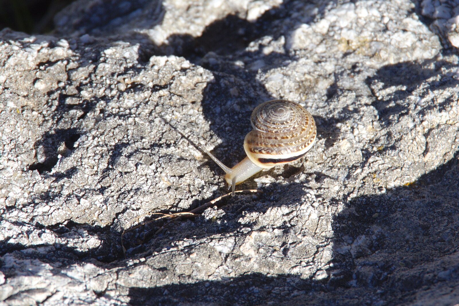 Spanish snail from A Walk up a Hill, Paella on the Beach and Granada, Andalusia, Spain - 19th April 2018