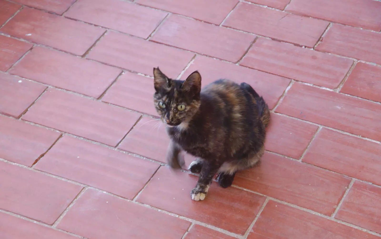 Mini pokes around the apartment again, from A Walk up a Hill, Paella on the Beach and Granada, Andalusia, Spain - 19th April 2018