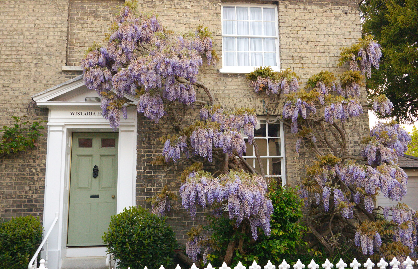 An epic Wisteria, on the oddly-named Wistaria House from The BSCC Bike Ride 2019, Coggeshall, Essex - 11th May 2019