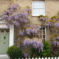 The BSCC Bike Ride 2019, Coggeshall, Essex - 11th May 2019, An epic Wisteria, on the oddly-named Wistaria House