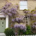 An epic Wisteria, on the oddly-named Wistaria House, The BSCC Bike Ride 2019, Coggeshall, Essex - 11th May 2019