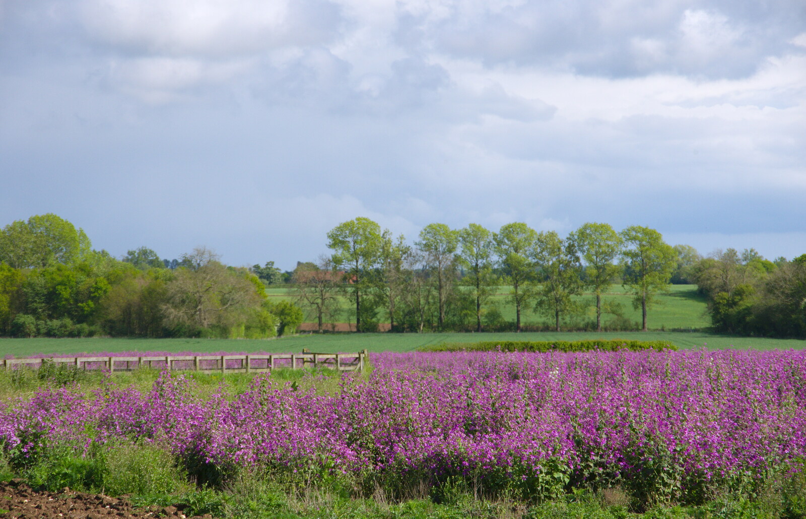 A nice field of purple from The BSCC Bike Ride 2019, Coggeshall, Essex - 11th May 2019
