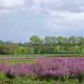 A nice field of purple, The BSCC Bike Ride 2019, Coggeshall, Essex - 11th May 2019