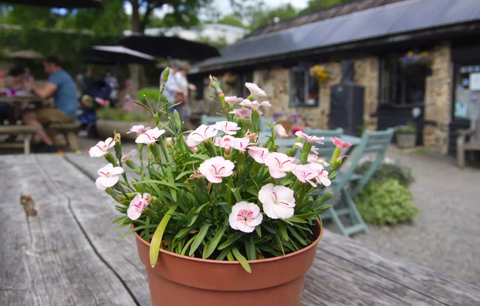 A nice pot of flowers, from Chagford Lido and a Trip to Parke, Bovey Tracey, Devon - 25th May 2019