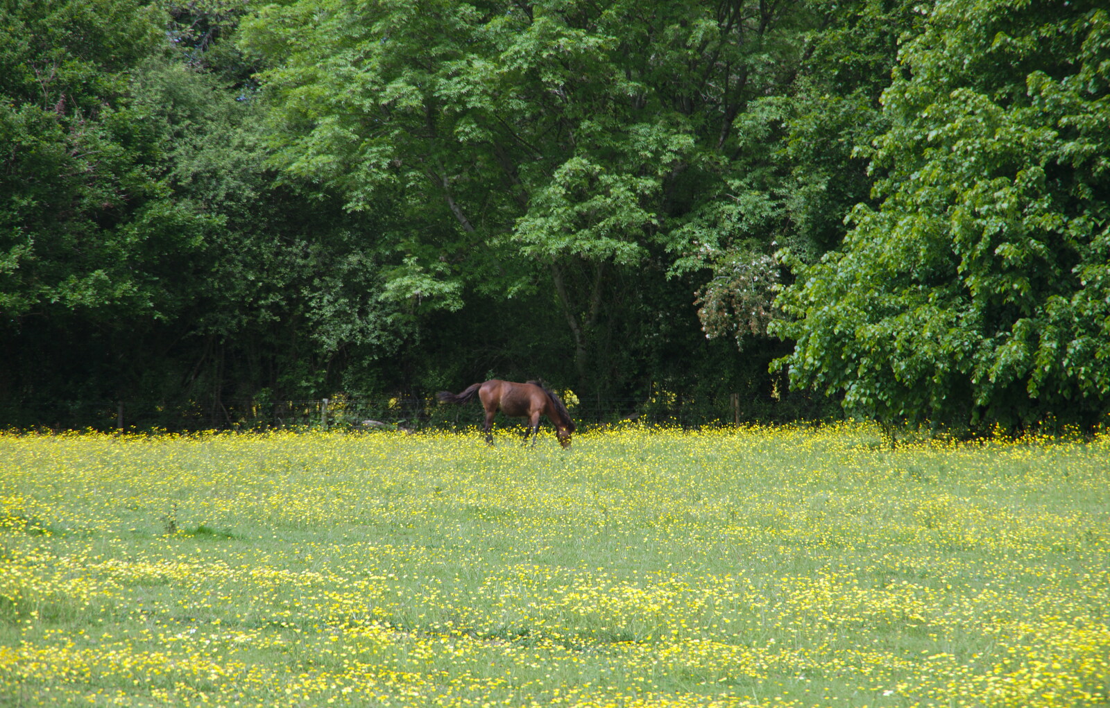 A pony in a yellow field from Chagford Lido and a Trip to Parke, Bovey Tracey, Devon - 25th May 2019