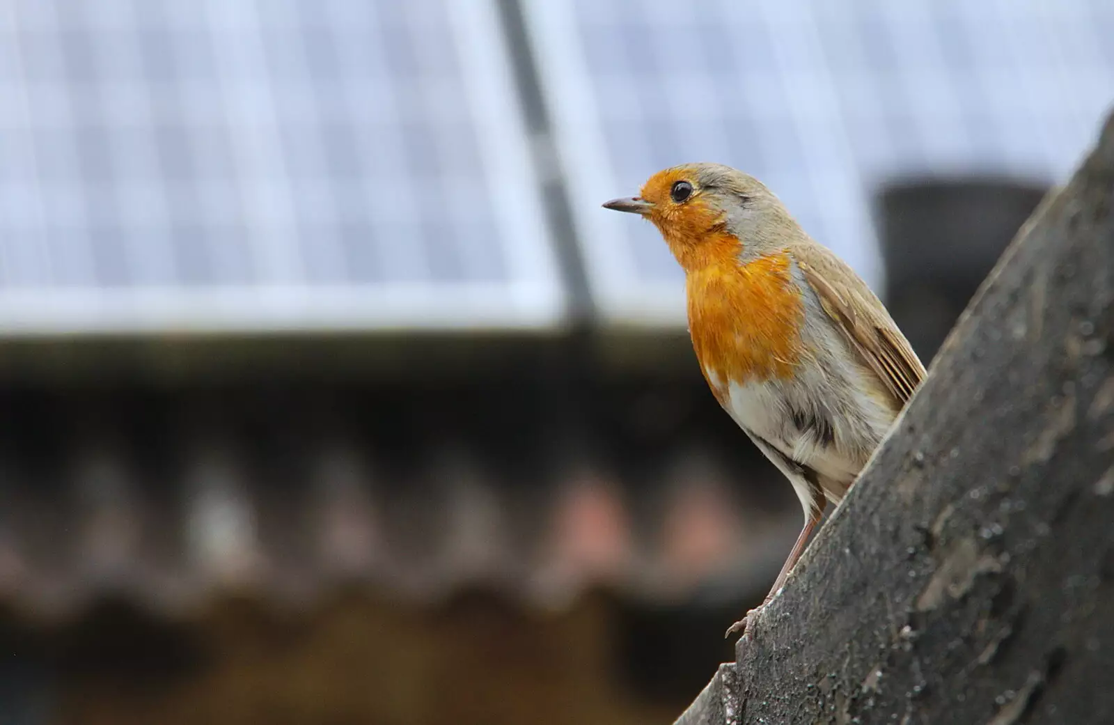 A robin flits about looking for crumbs, from Chagford Lido and a Trip to Parke, Bovey Tracey, Devon - 25th May 2019