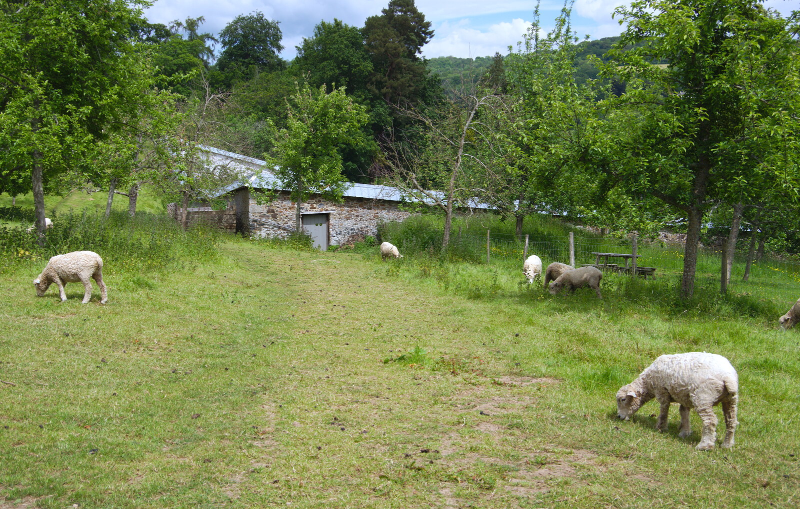 Chagford Lido and a Trip to Parke, Bovey Tracey, Devon - 25th May 2019: Sheep in a small paddock
