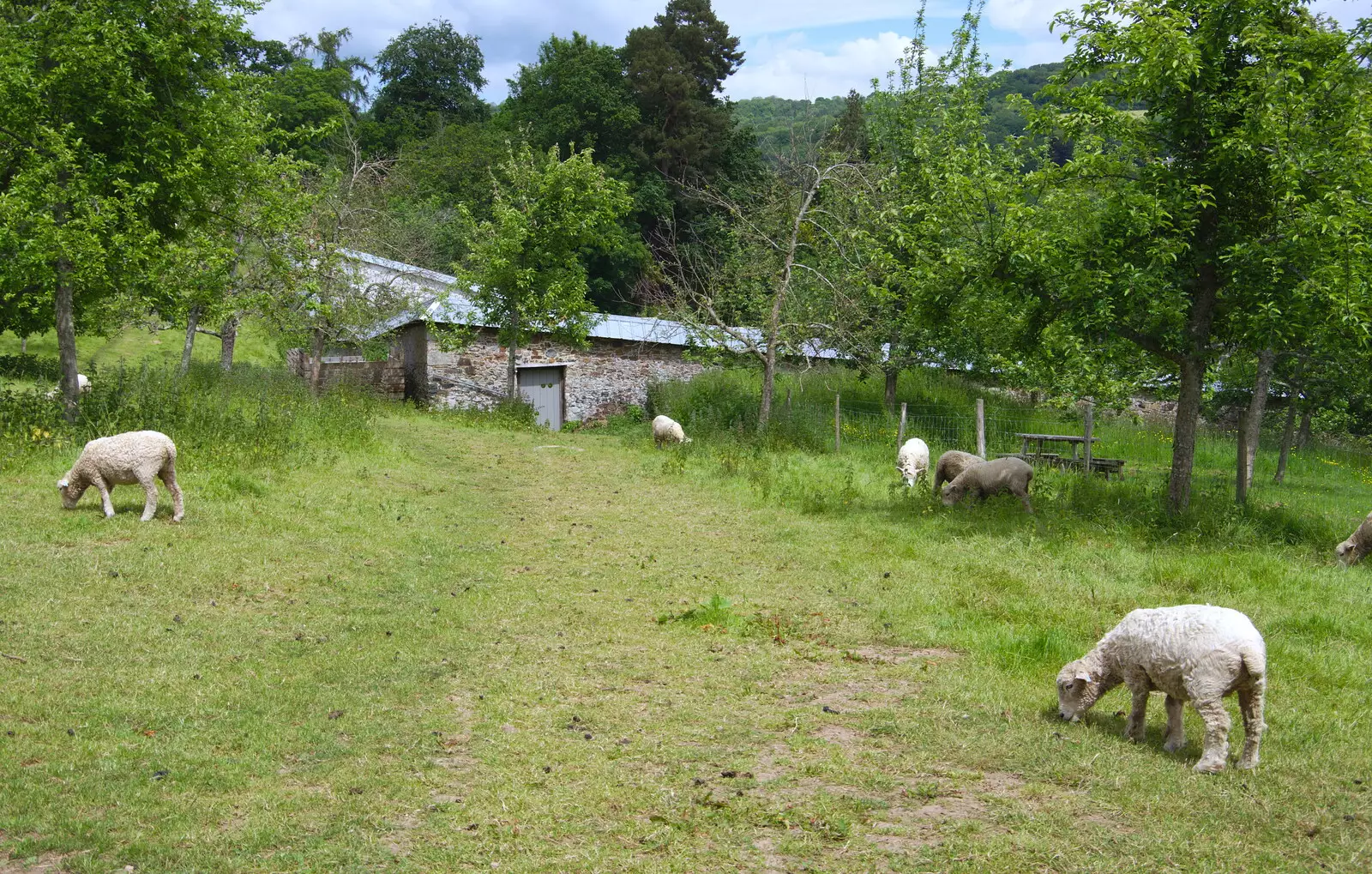 Sheep in a small paddock, from Chagford Lido and a Trip to Parke, Bovey Tracey, Devon - 25th May 2019