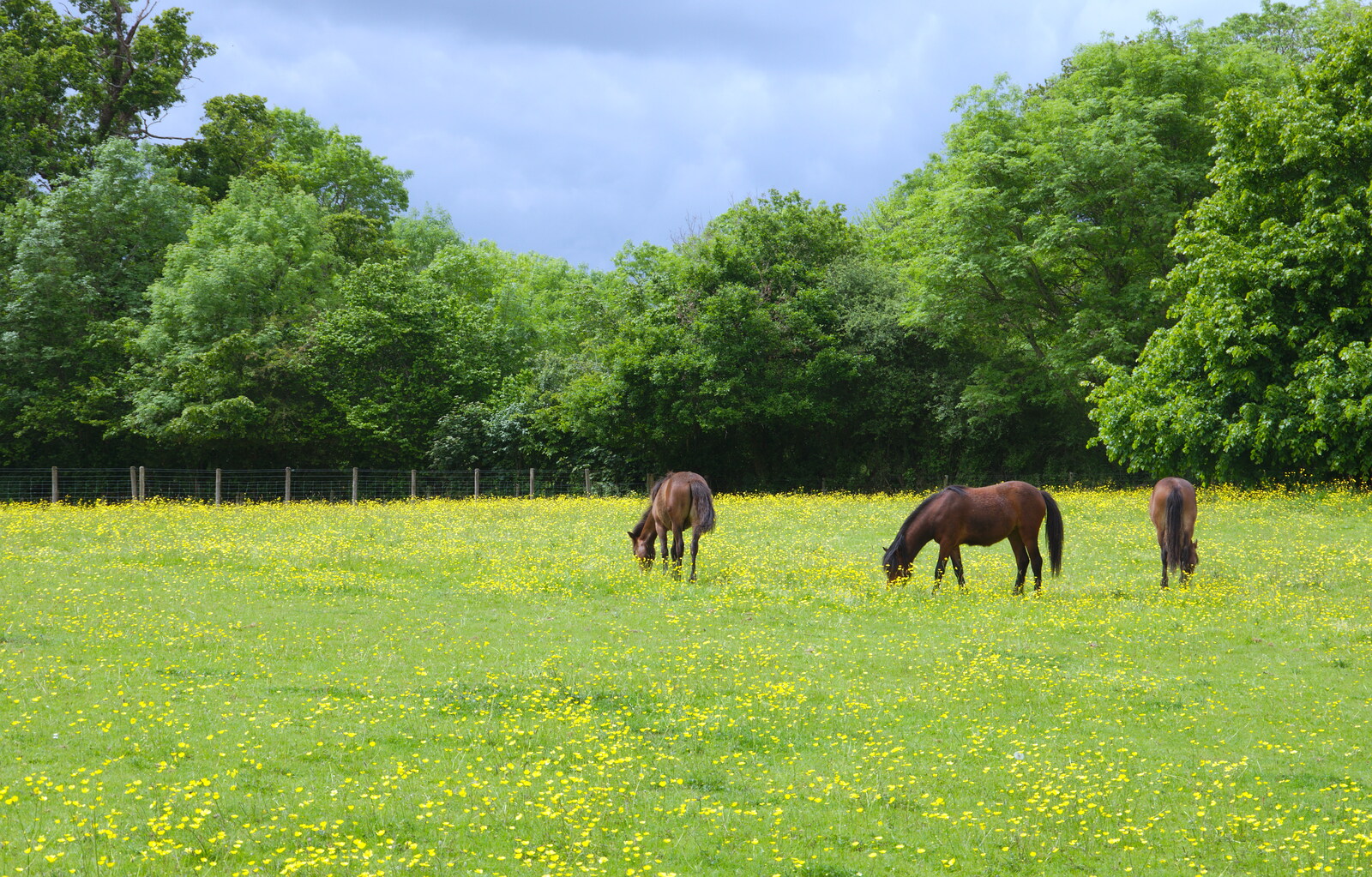 More horses in a field of buttercups from Chagford Lido and a Trip to Parke, Bovey Tracey, Devon - 25th May 2019