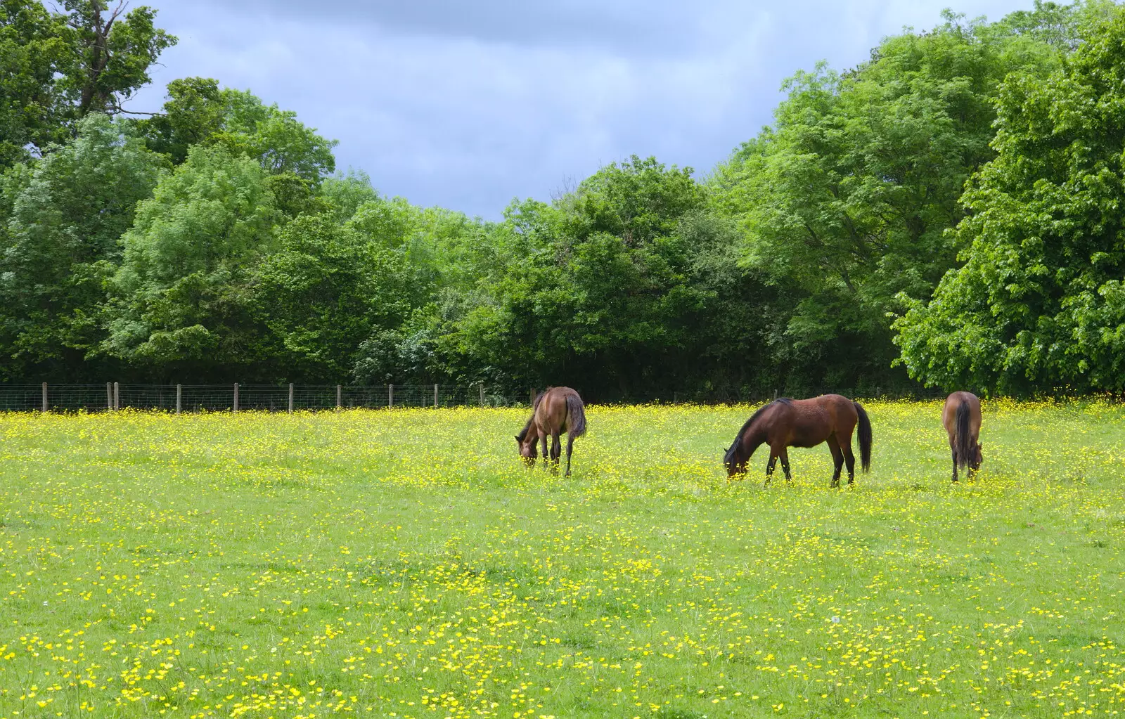 More horses in a field of buttercups, from Chagford Lido and a Trip to Parke, Bovey Tracey, Devon - 25th May 2019