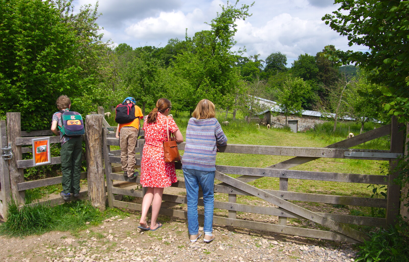 The gang hang on a gate and watch the sheep from Chagford Lido and a Trip to Parke, Bovey Tracey, Devon - 25th May 2019