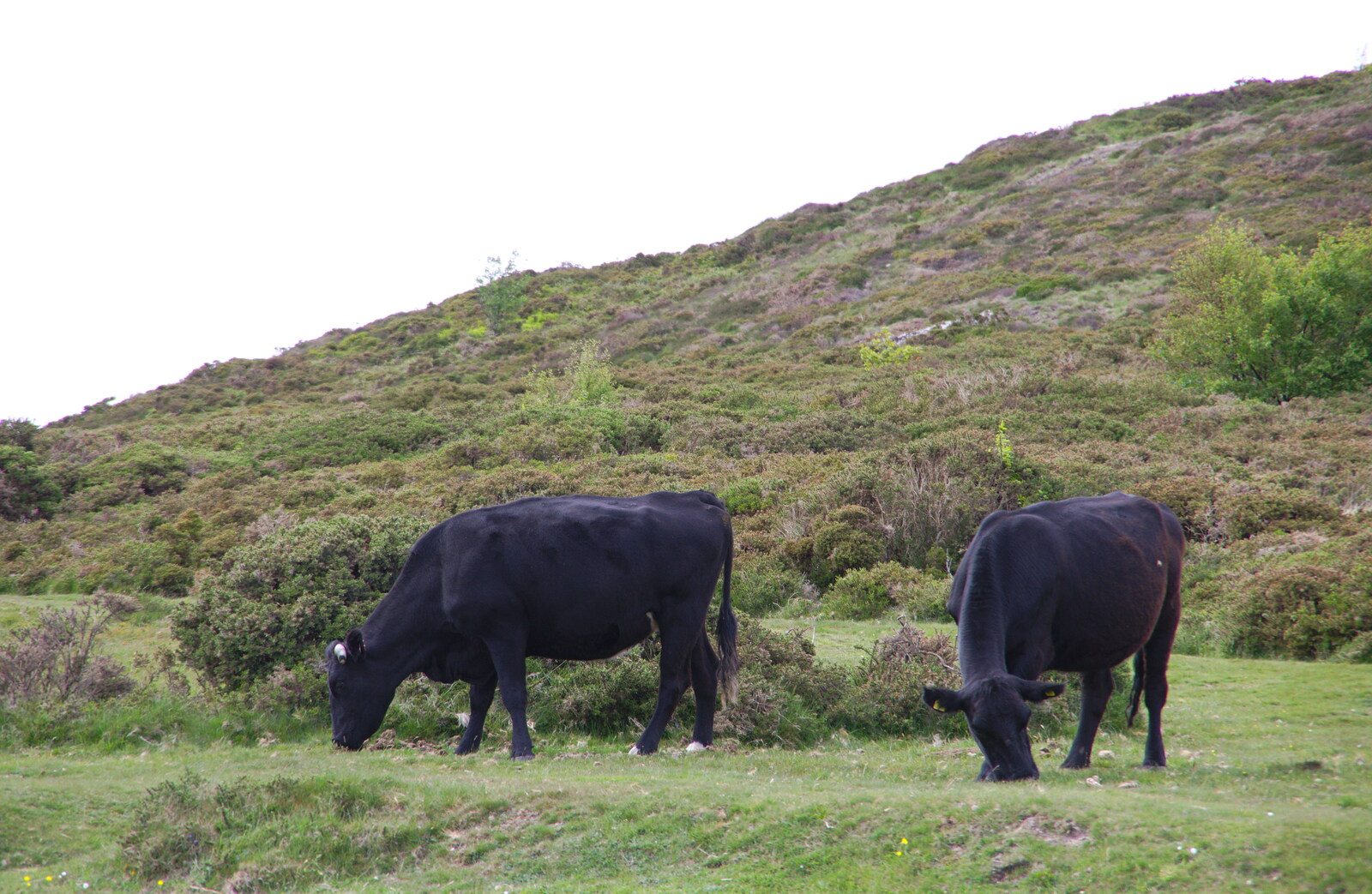 A couple of black cows munch the grass from The Tom Cobley and a Return to Haytor, Bovey Tracey, Devon - 27th May 2019