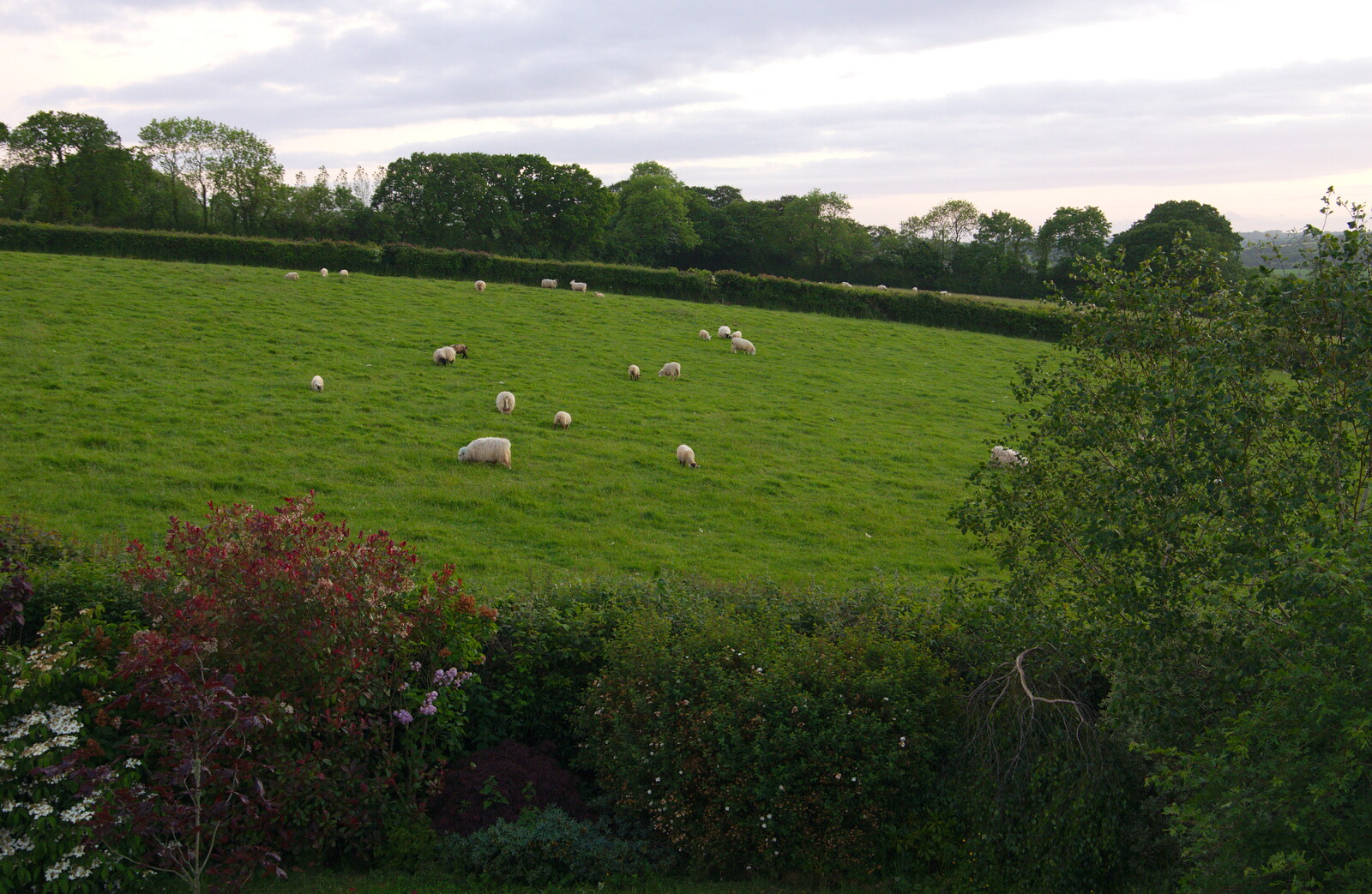 There's a field of sheep next to Mother's house from The Tom Cobley and a Return to Haytor, Bovey Tracey, Devon - 27th May 2019