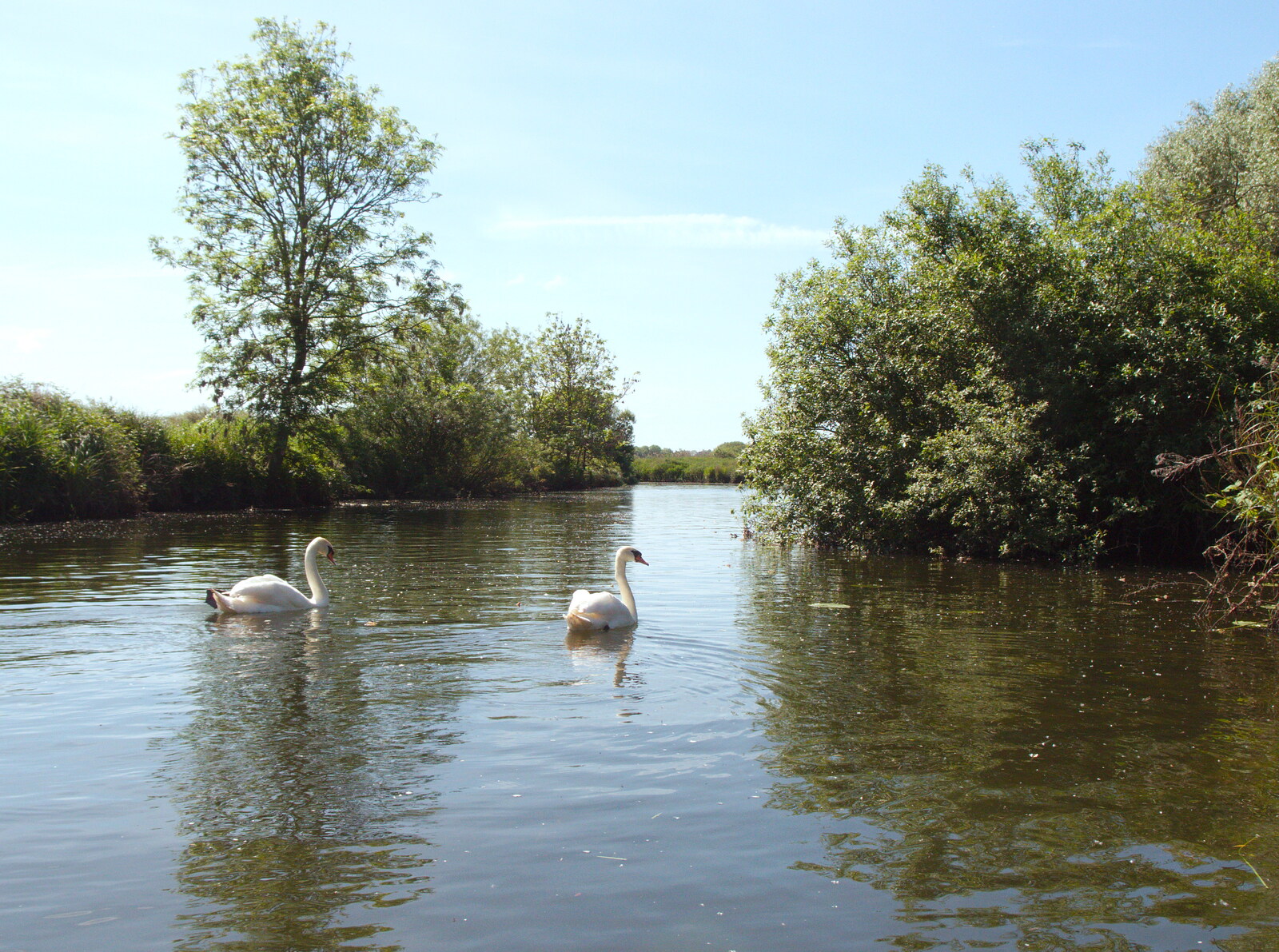 A couple of swans float about from Camping at Three Rivers, Geldeston, Norfolk - 1st June 2019