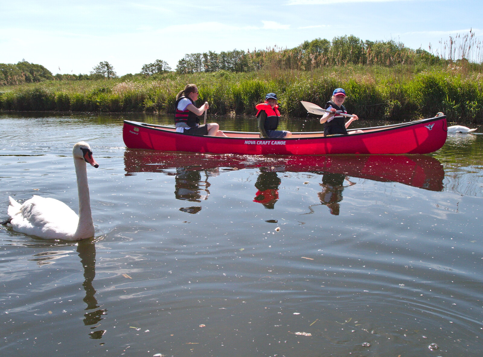 Allyson, Benson and Lydia pass a swan from Camping at Three Rivers, Geldeston, Norfolk - 1st June 2019