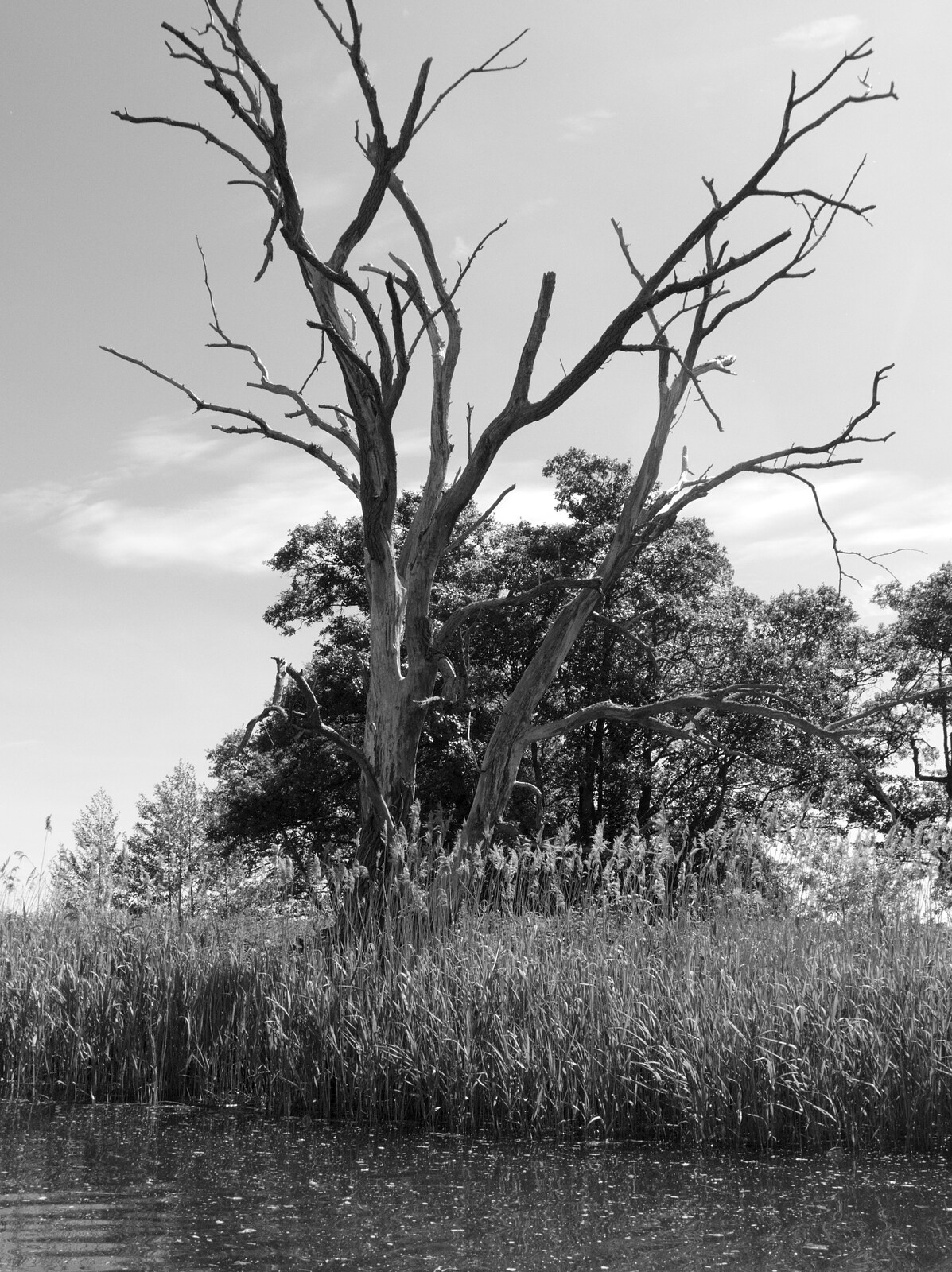 A dead tree by the river from Camping at Three Rivers, Geldeston, Norfolk - 1st June 2019