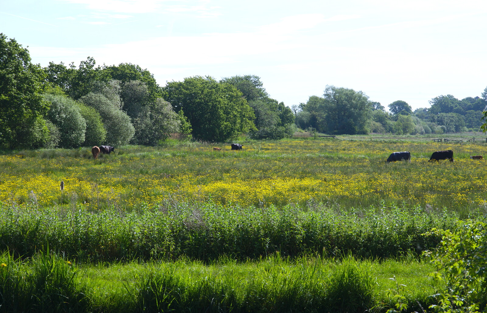 The watermeadows and cows look like an oil painting from Camping at Three Rivers, Geldeston, Norfolk - 1st June 2019