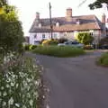 Dog daisies and Gissing houses, The BSCC at Gissing, Taxi Protests and Eye Scarecrows - 8th June 2019