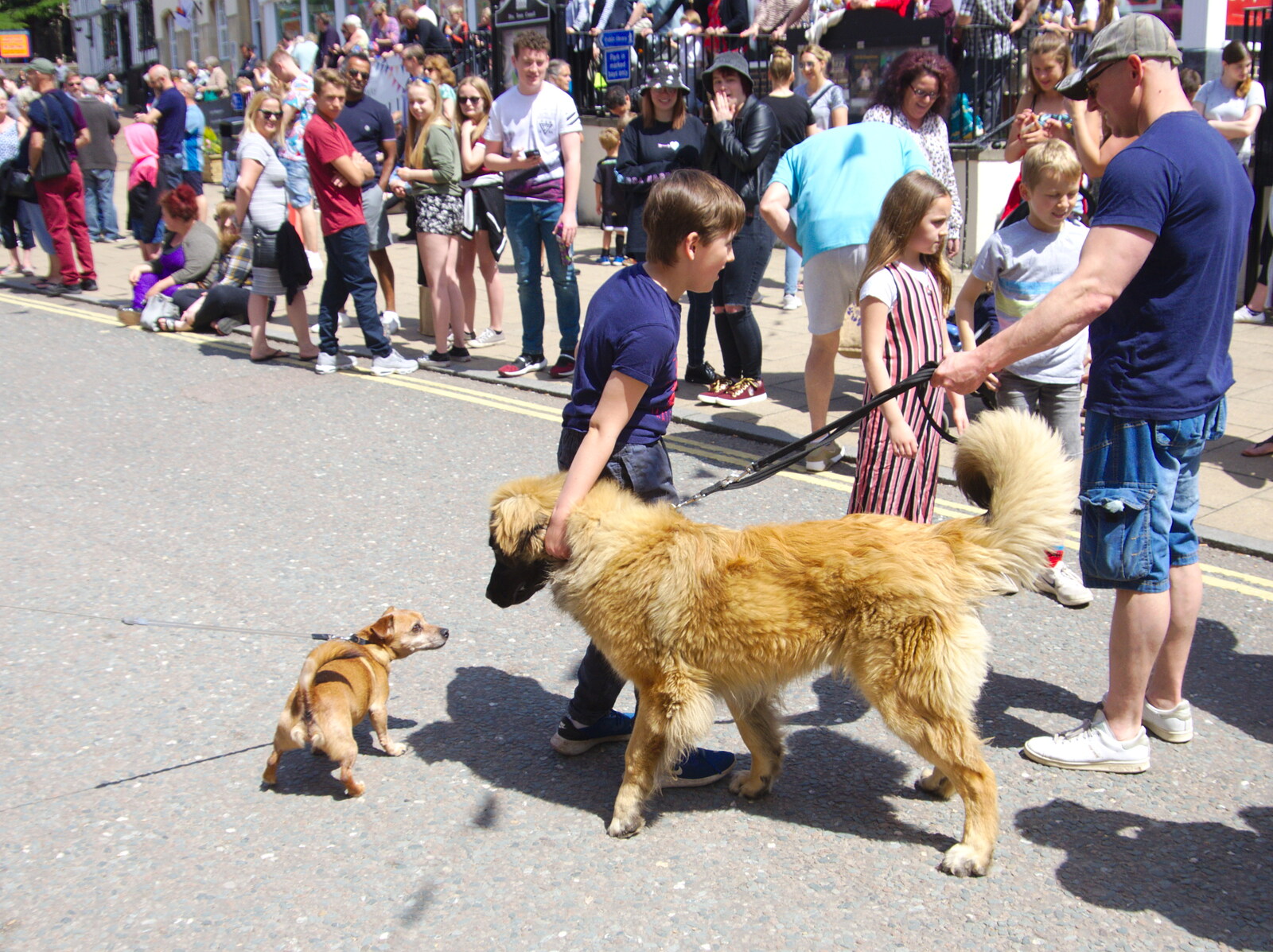Little dog, big dog from The Diss Carnival 2019, Diss, Norfolk - 9th June 2019