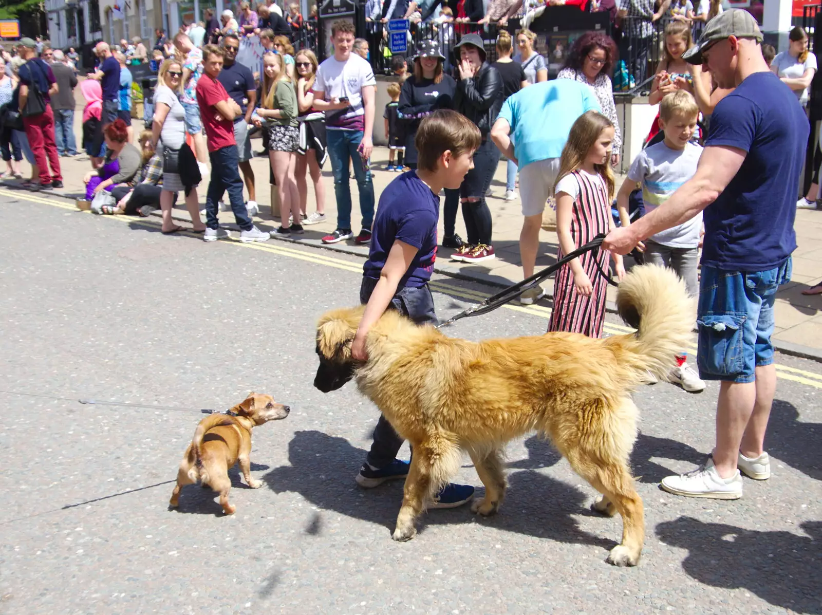 Little dog, big dog, from The Diss Carnival 2019, Diss, Norfolk - 9th June 2019