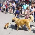 Little dog, big dog, The Diss Carnival 2019, Diss, Norfolk - 9th June 2019