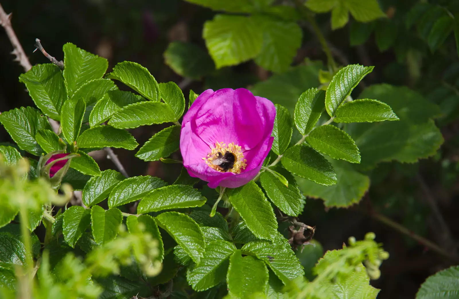 A bee gets stuck in to some pollen, from Cliff House Camping, Dunwich, Suffolk - 15th June 2019