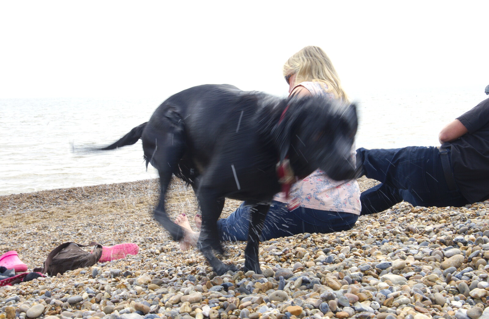 Tilly Dog has a shake from Cliff House Camping, Dunwich, Suffolk - 15th June 2019