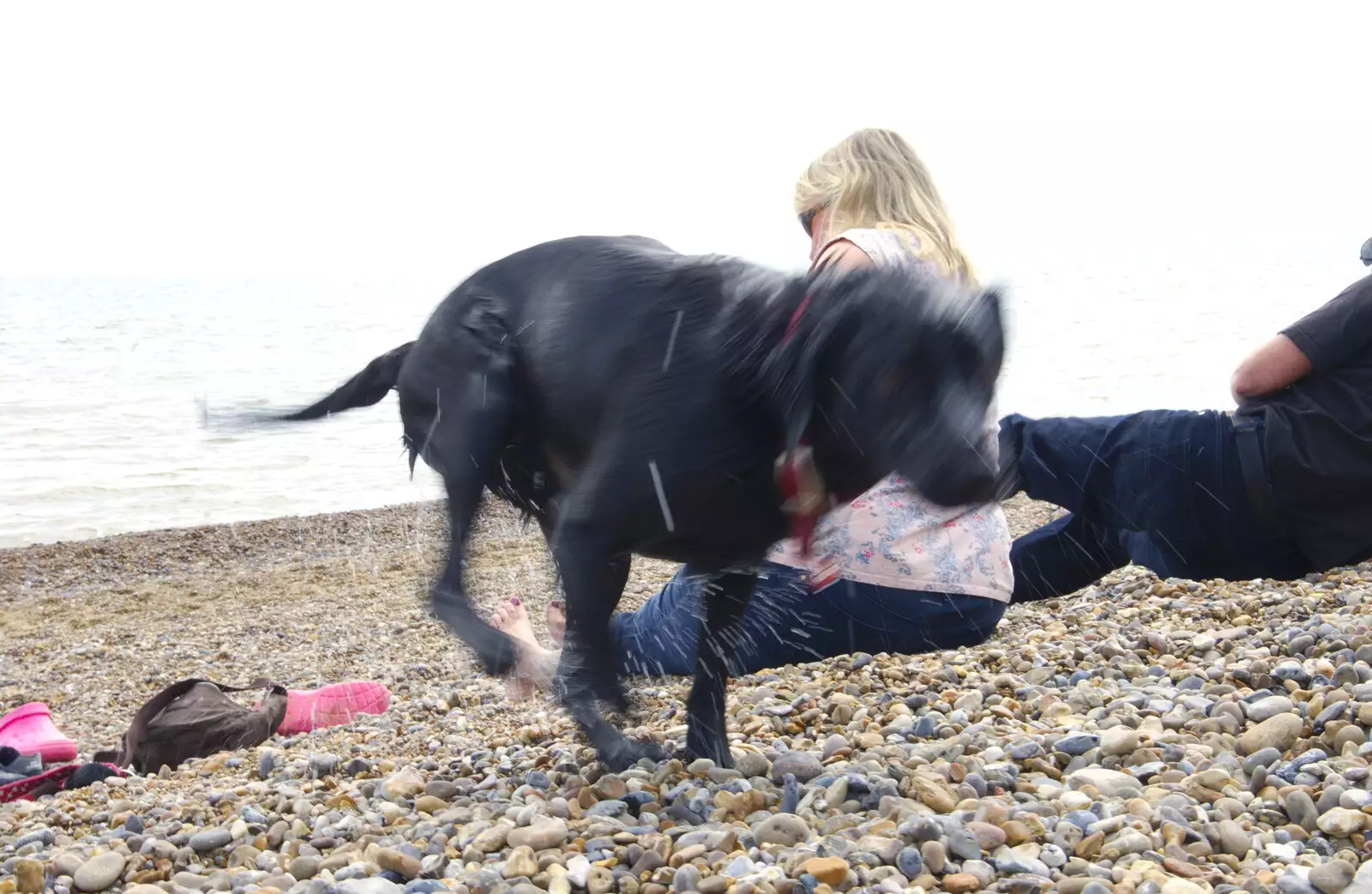 Tilly Dog has a shake, from Cliff House Camping, Dunwich, Suffolk - 15th June 2019