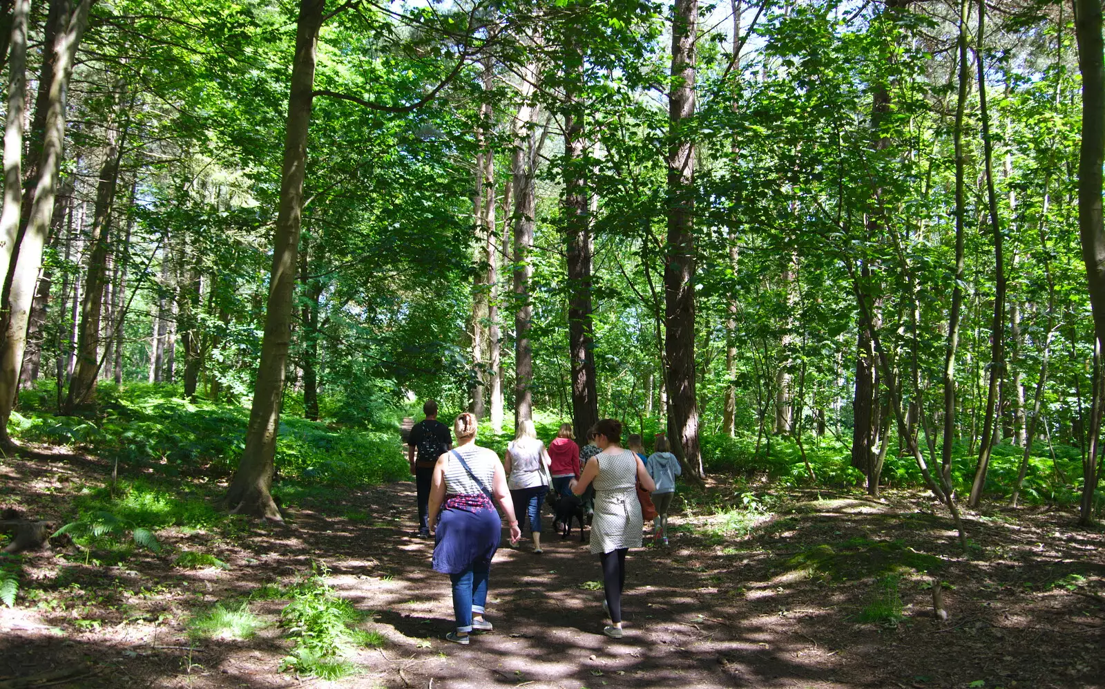 The sun-dappled woods of Dunwich, from Cliff House Camping, Dunwich, Suffolk - 15th June 2019