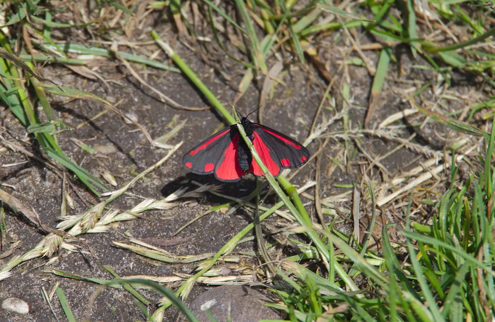 A cool black and red butterfly, from Cliff House Camping, Dunwich, Suffolk - 15th June 2019