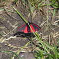 A cool black and red butterfly, Cliff House Camping, Dunwich, Suffolk - 15th June 2019