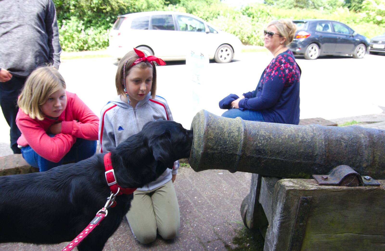 Tilly Dog has her nose stuffed into a cannon from Cliff House Camping, Dunwich, Suffolk - 15th June 2019