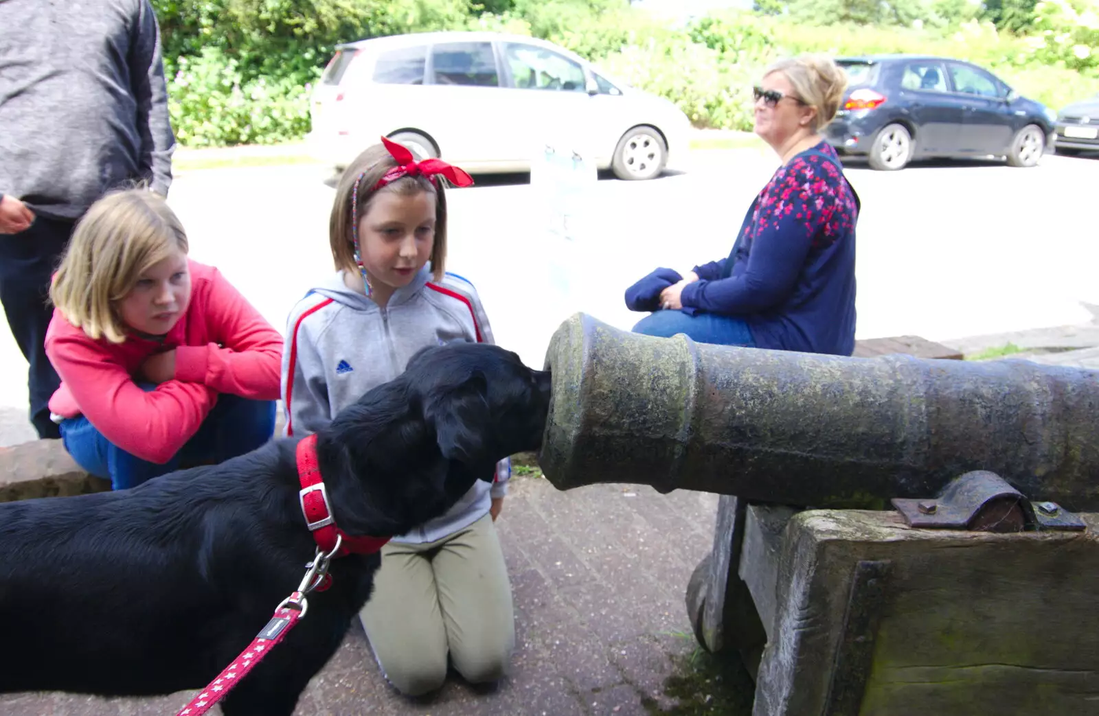 Tilly Dog has her nose stuffed into a cannon, from Cliff House Camping, Dunwich, Suffolk - 15th June 2019