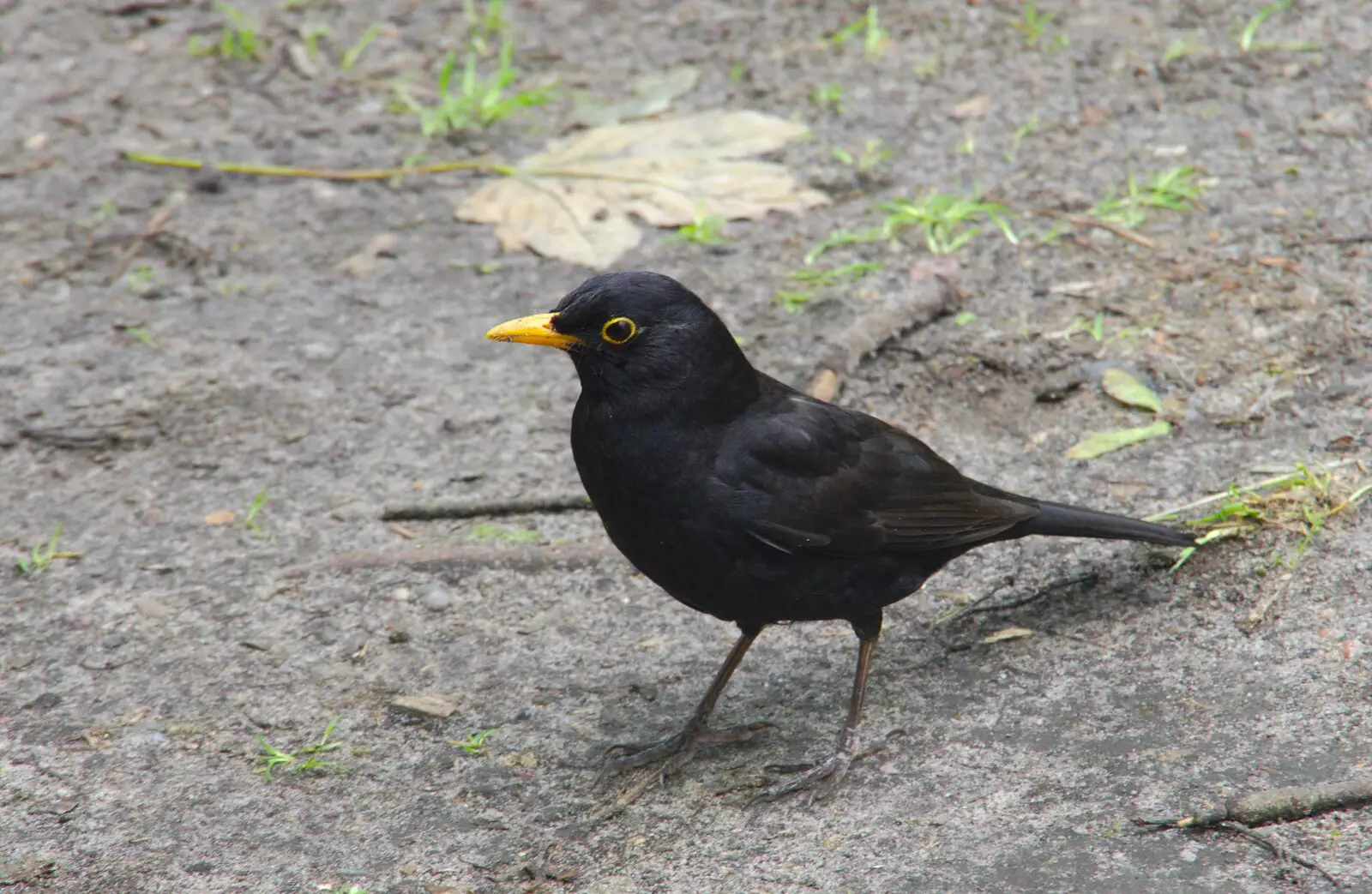 A cheeky blackbird wanders about, from Cliff House Camping, Dunwich, Suffolk - 15th June 2019