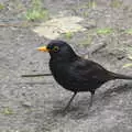 A cheeky blackbird wanders about, Cliff House Camping, Dunwich, Suffolk - 15th June 2019