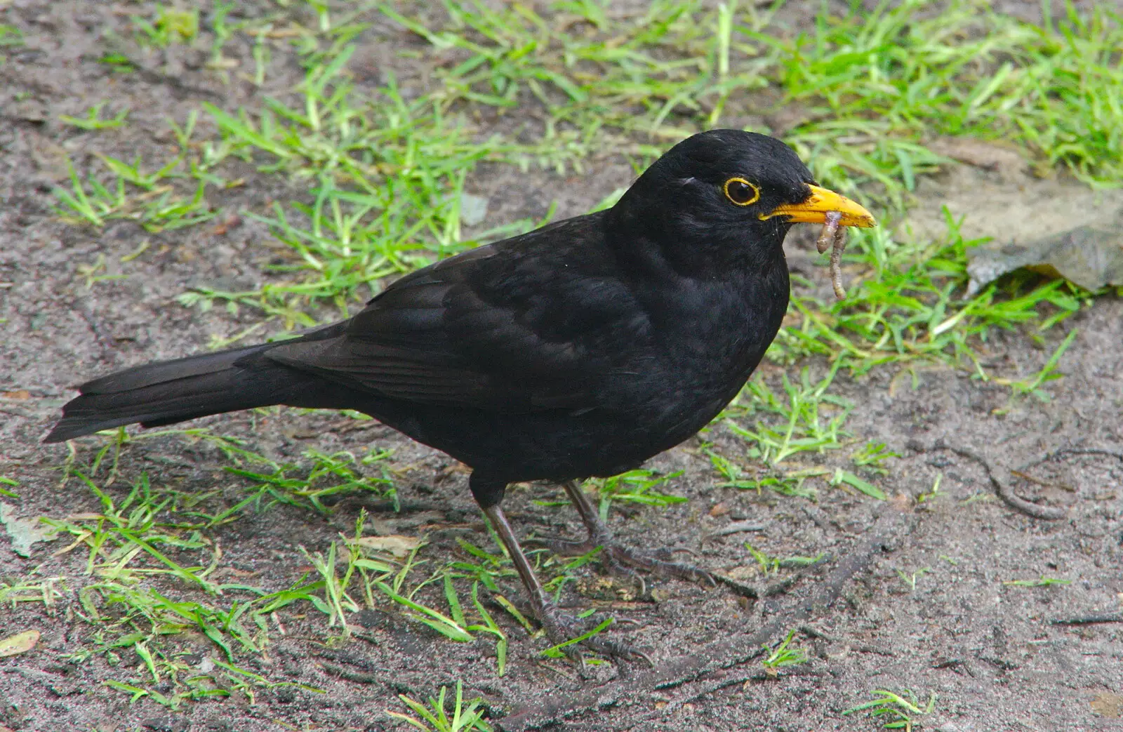 The blackbird has a worm in its beak, from Cliff House Camping, Dunwich, Suffolk - 15th June 2019