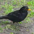 The blackbird has a worm in its beak, Cliff House Camping, Dunwich, Suffolk - 15th June 2019