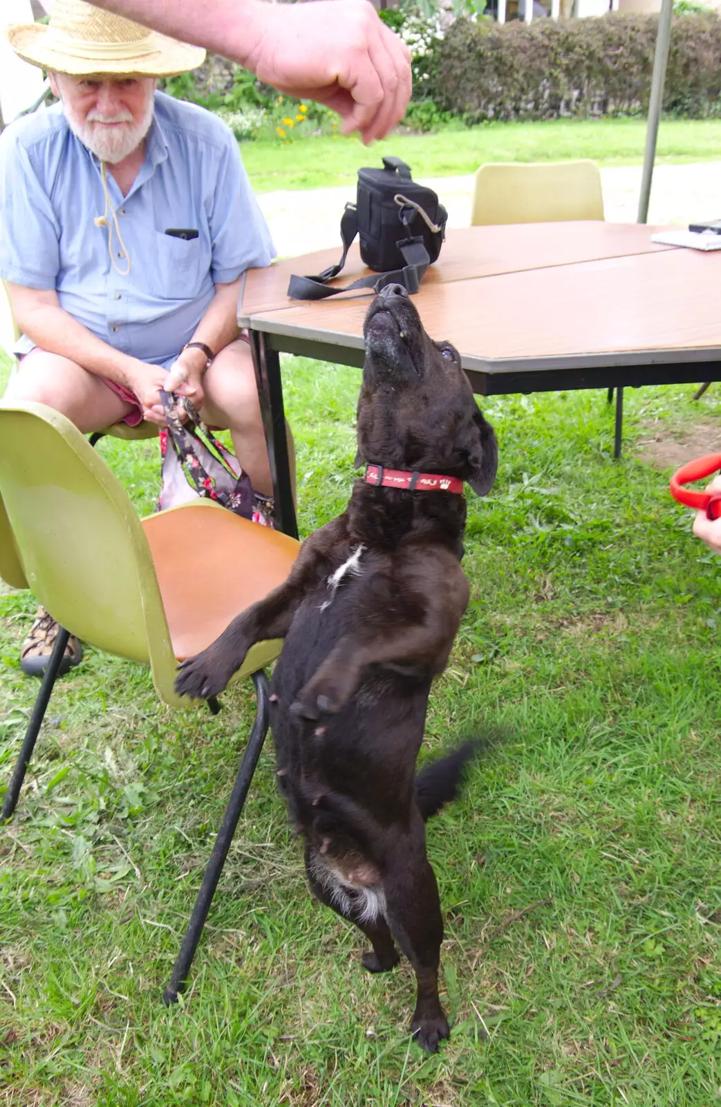 Pip does a trick for food, from A Hog Roast on Little Green, Thrandeston, Suffolk - 23rd June 2019