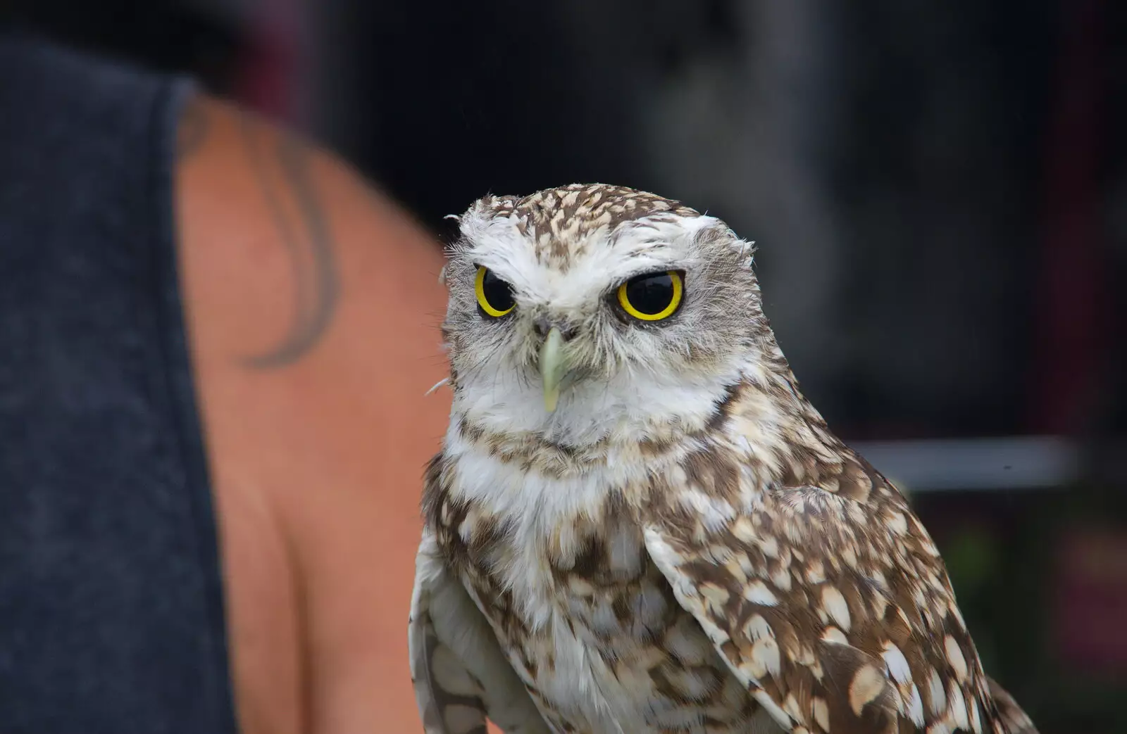 The watchful eyes of an owl, from Kelling Camping and the Potty Morris Festival, Sheringham, North Norfolk - 6th July 2019