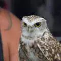 The watchful eyes of an owl, Kelling Camping and the Potty Morris Festival, Sheringham, North Norfolk - 6th July 2019