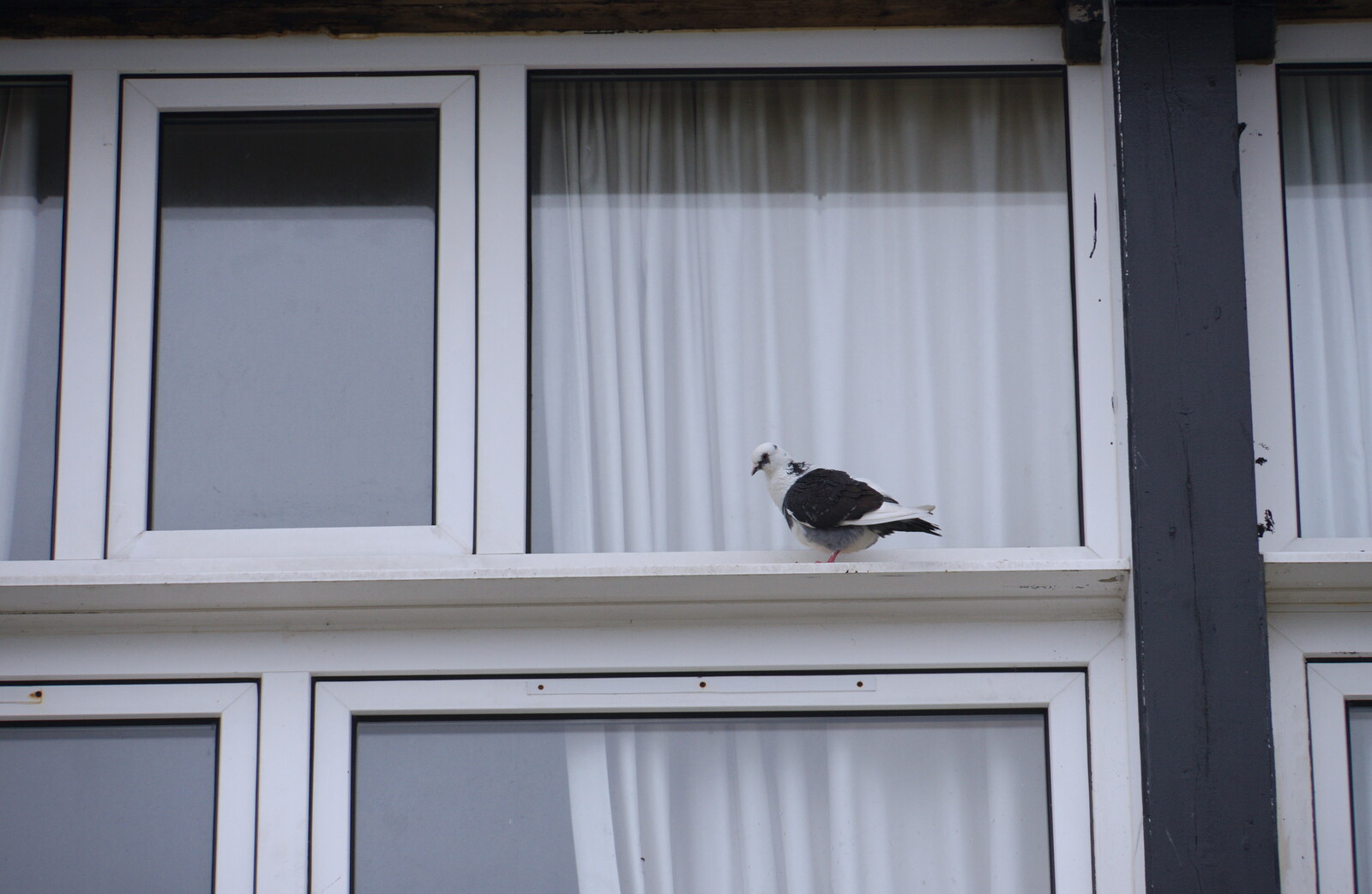 A pigeon on a windowsill from Kelling Camping and the Potty Morris Festival, Sheringham, North Norfolk - 6th July 2019