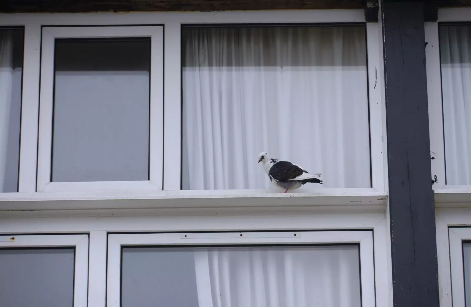 A pigeon on a windowsill, from Kelling Camping and the Potty Morris Festival, Sheringham, North Norfolk - 6th July 2019