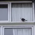 A pigeon on a windowsill, Kelling Camping and the Potty Morris Festival, Sheringham, North Norfolk - 6th July 2019