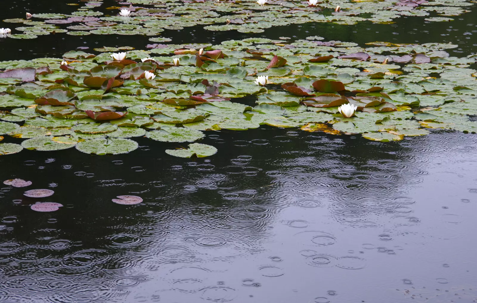 Rings of rain on the pond, from Kelling Camping and the Potty Morris Festival, Sheringham, North Norfolk - 6th July 2019