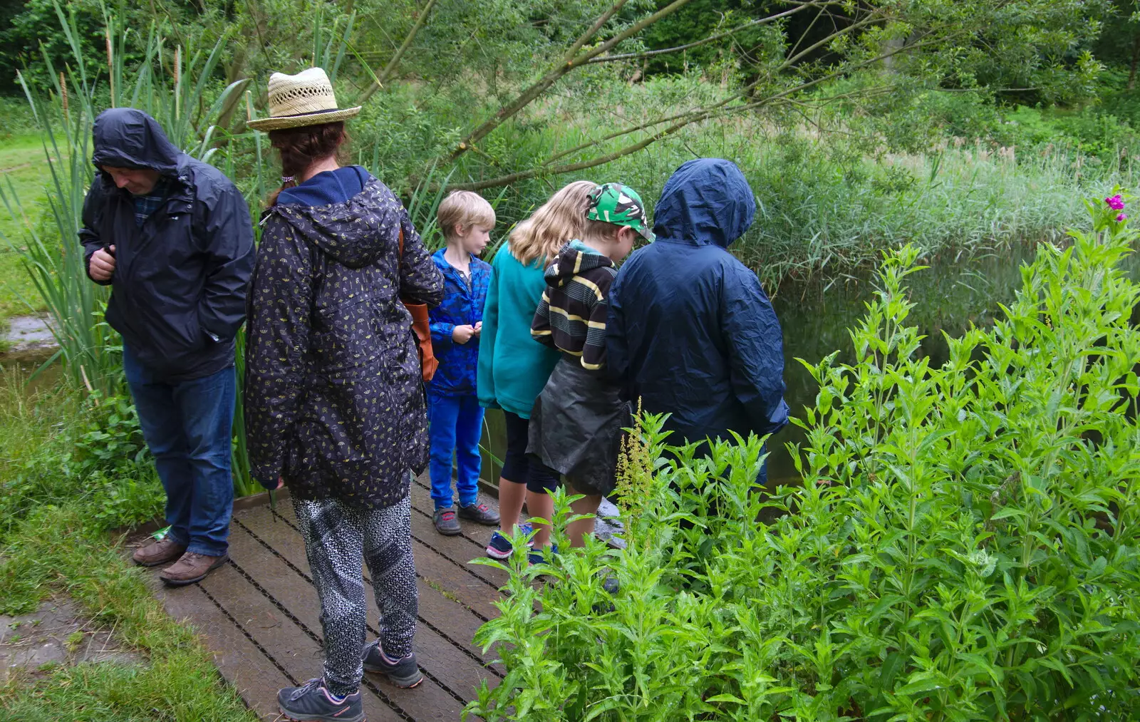 We look into a pond, from Kelling Camping and the Potty Morris Festival, Sheringham, North Norfolk - 6th July 2019